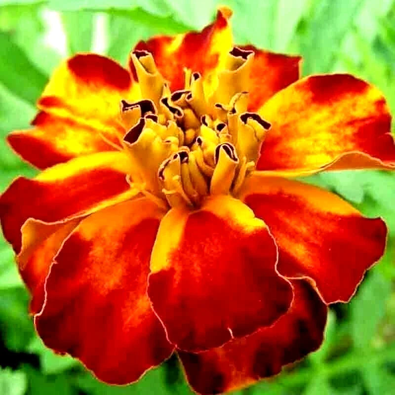 french marigold flower seeds
