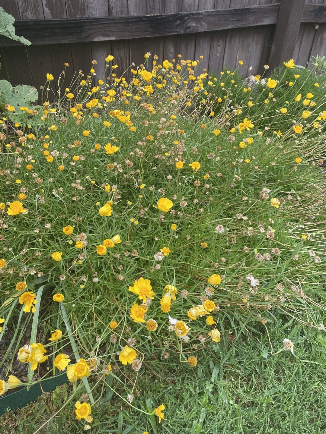 four nerve flower seeds