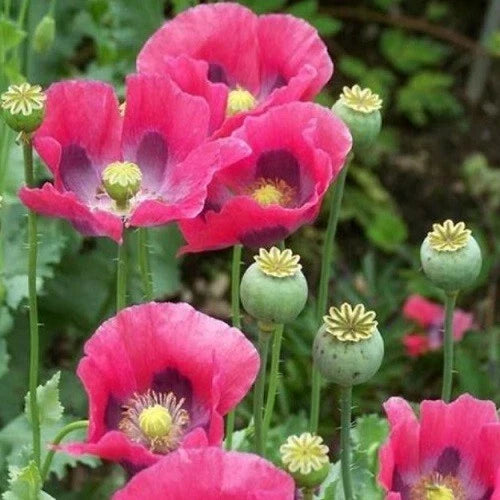 pink purple flower seeds