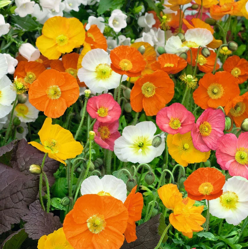 poppy iceland flower seeds