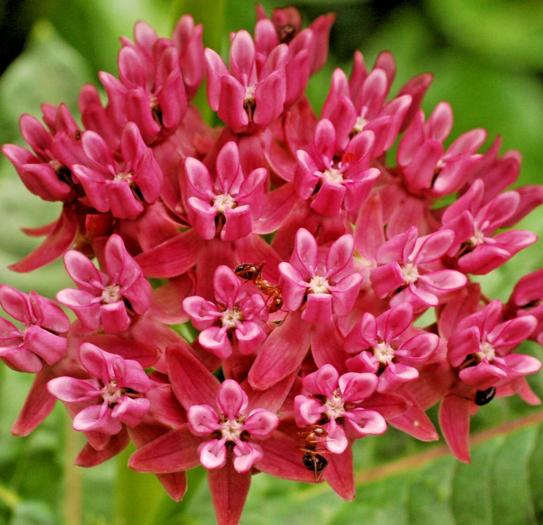 purple asclepias flower seeds