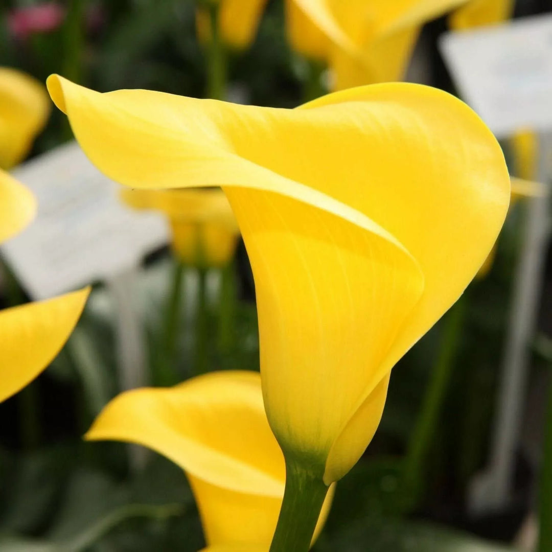 yellow calla flower seeds