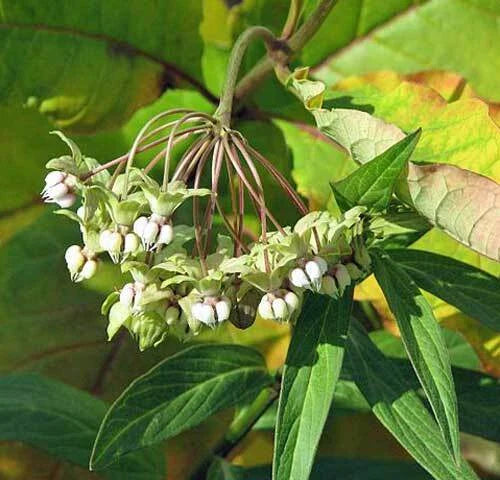 asclepias exaltata flower seeds