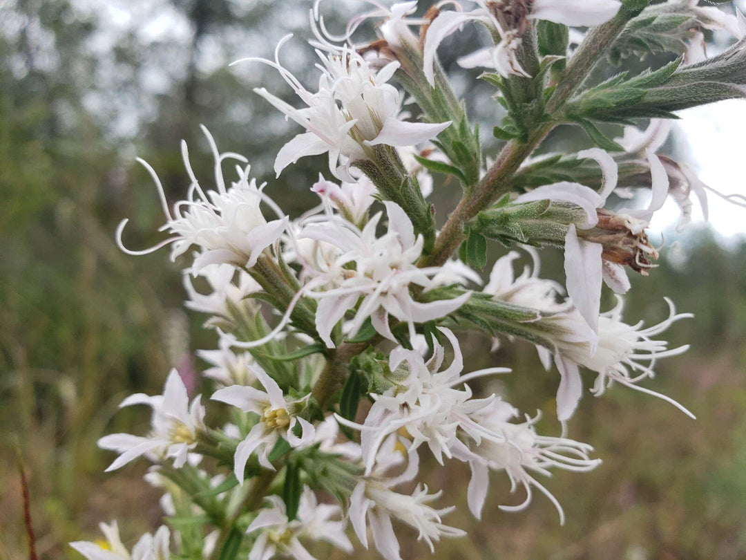 white elegant flower seeds