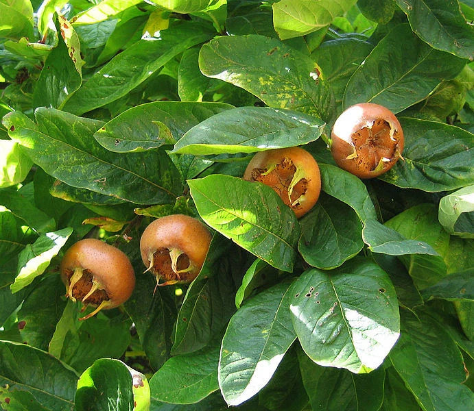 showy medlar flower seeds