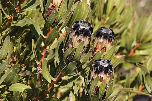 protea lepidocarpodendron flower seeds