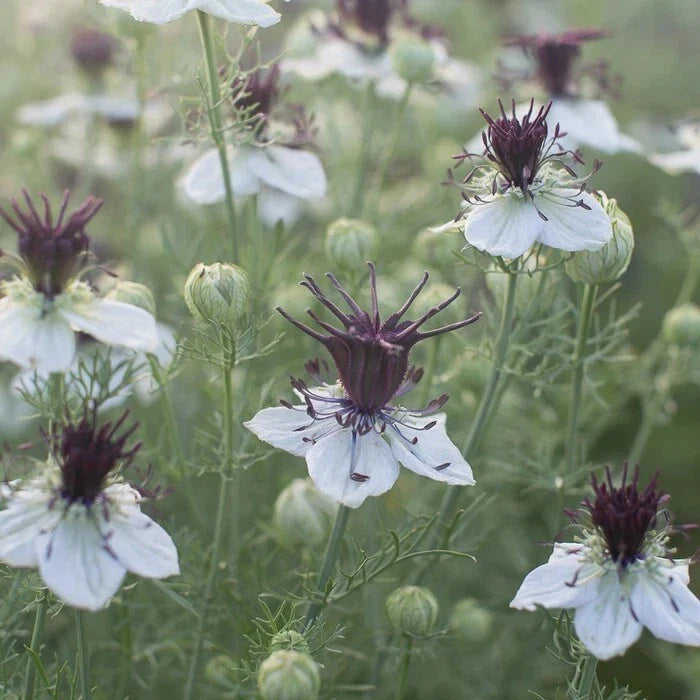 nigella african flower seeds
