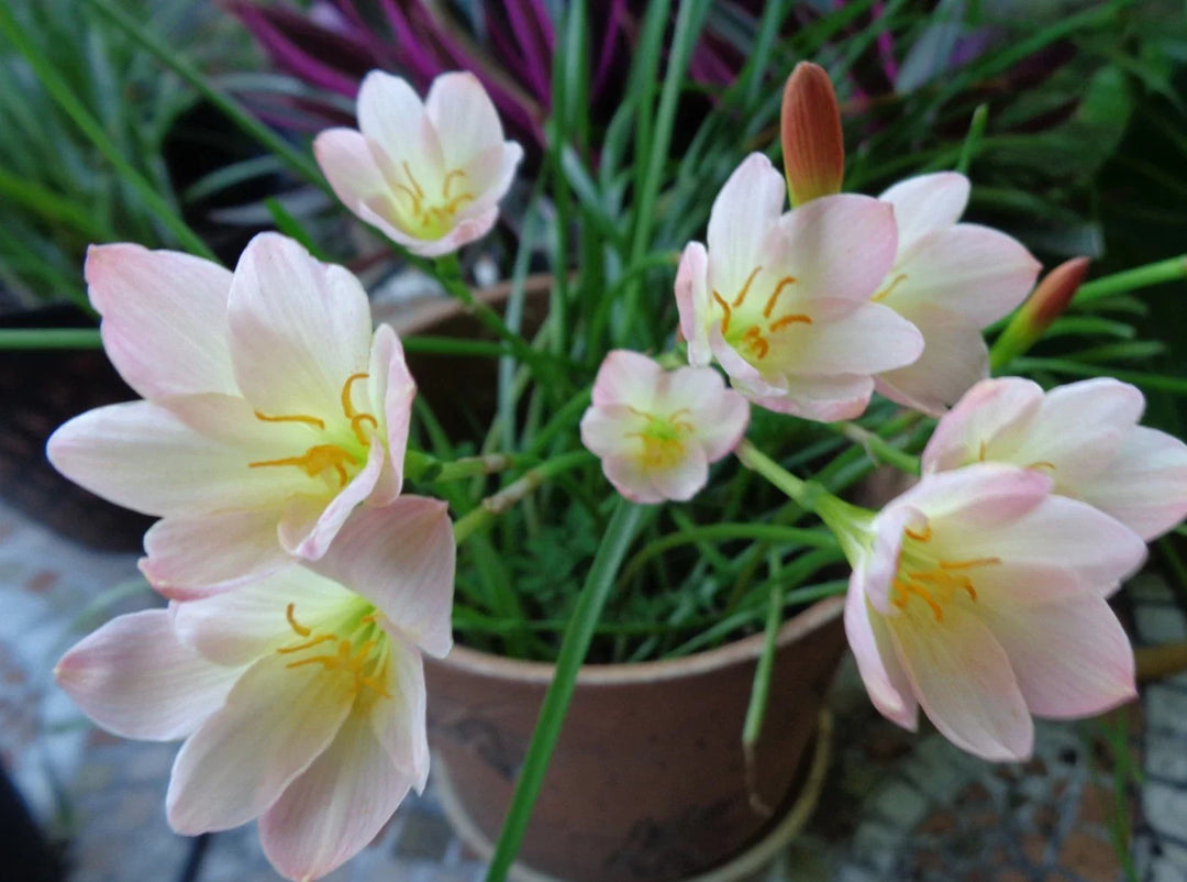pink white flower seeds