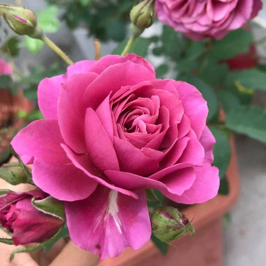 aoi rose flower seeds