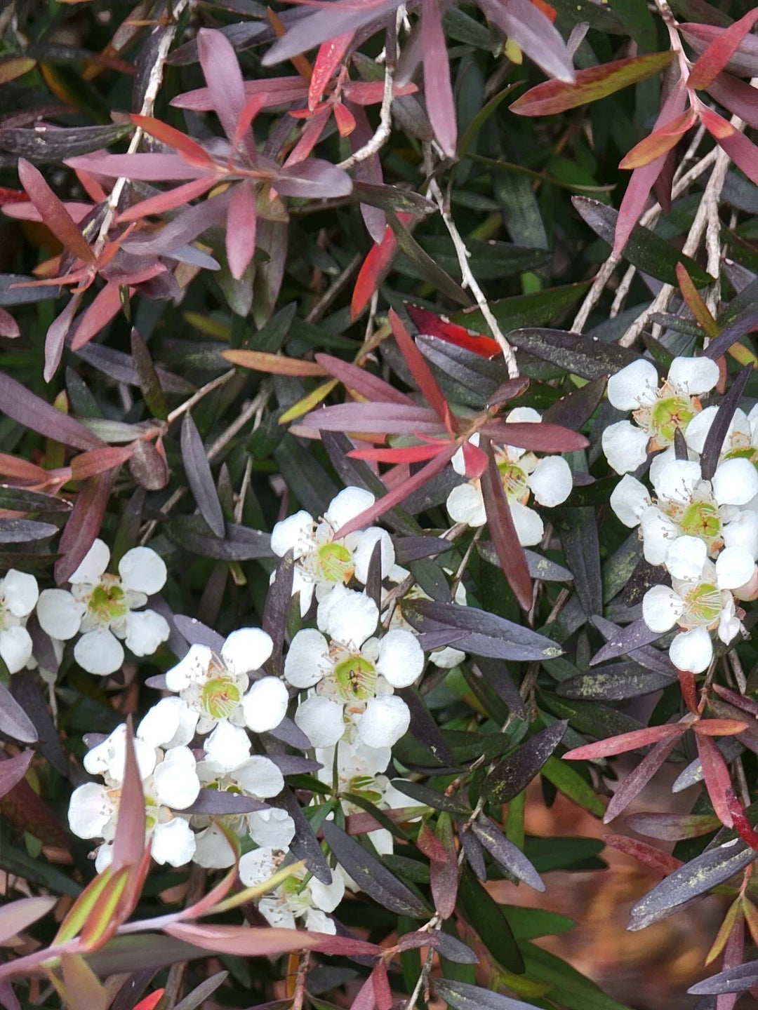 leptospermum copper flower seeds
