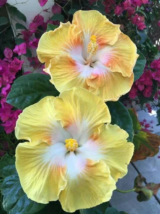 yellow white flower seeds