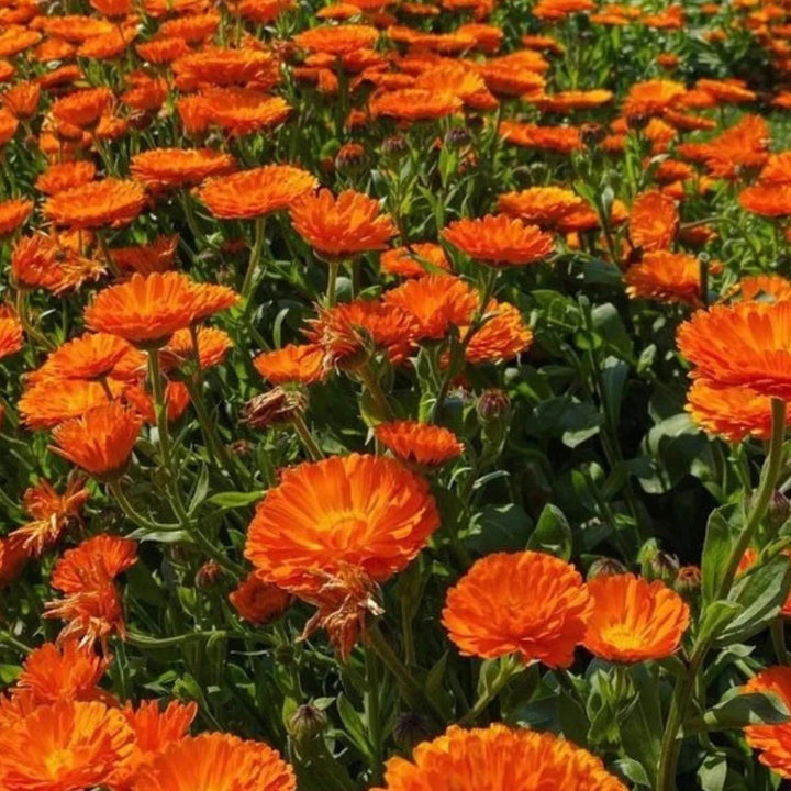 orange calendula flower seeds