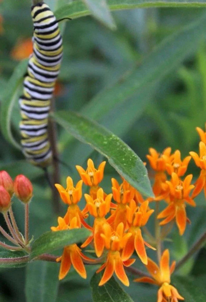 asclepias tuberosa flower seeds
