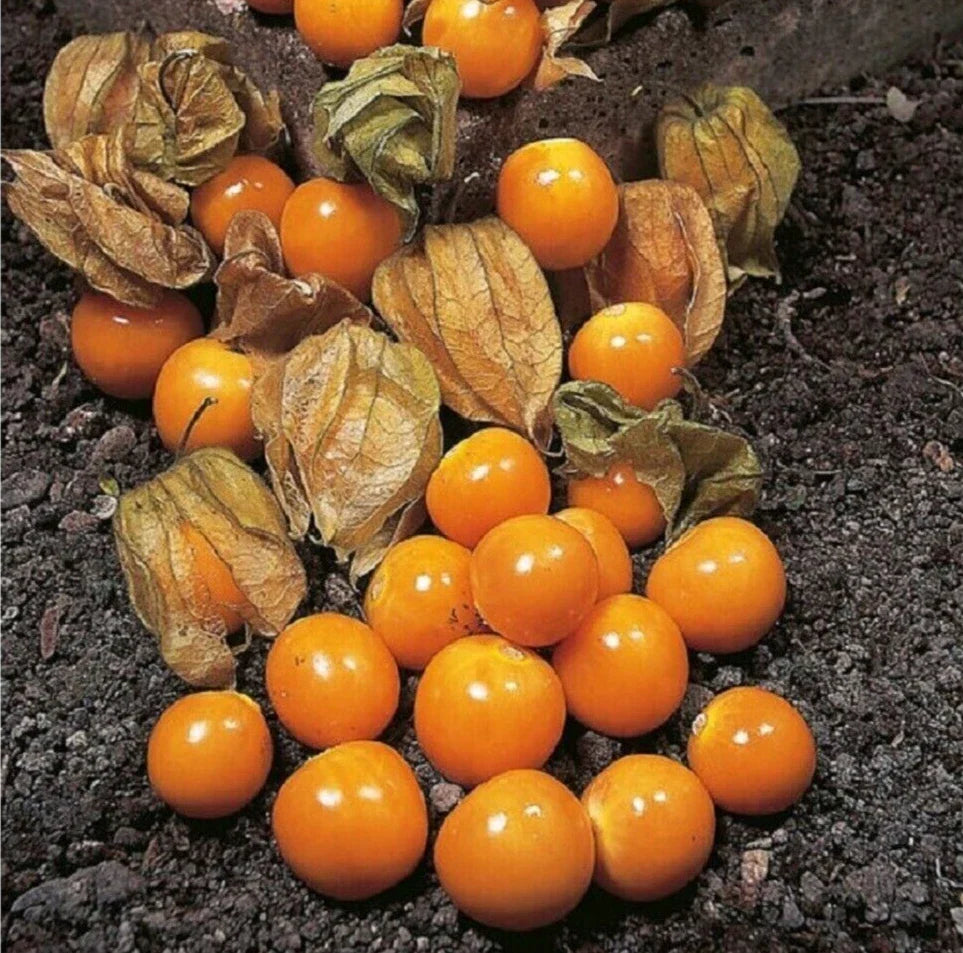 cape gooseberry flower seeds