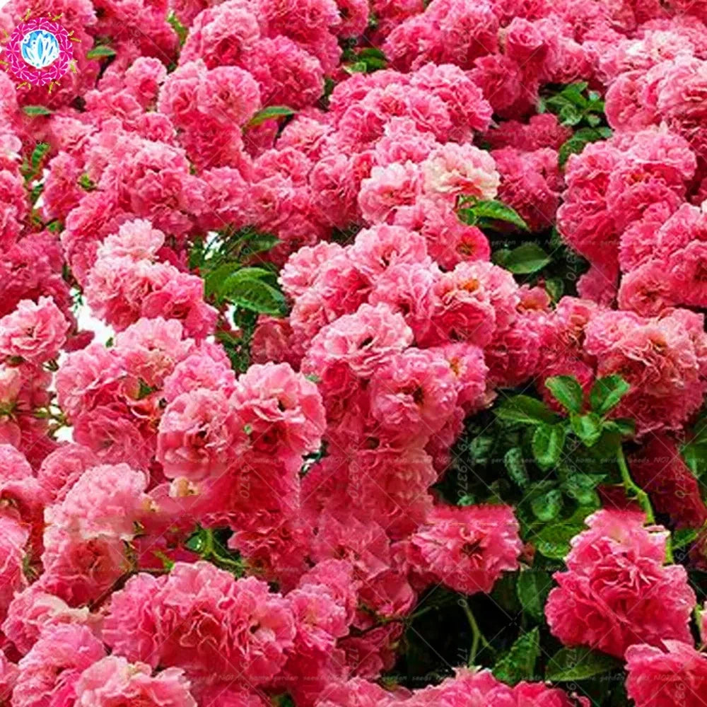 pink for flower seeds