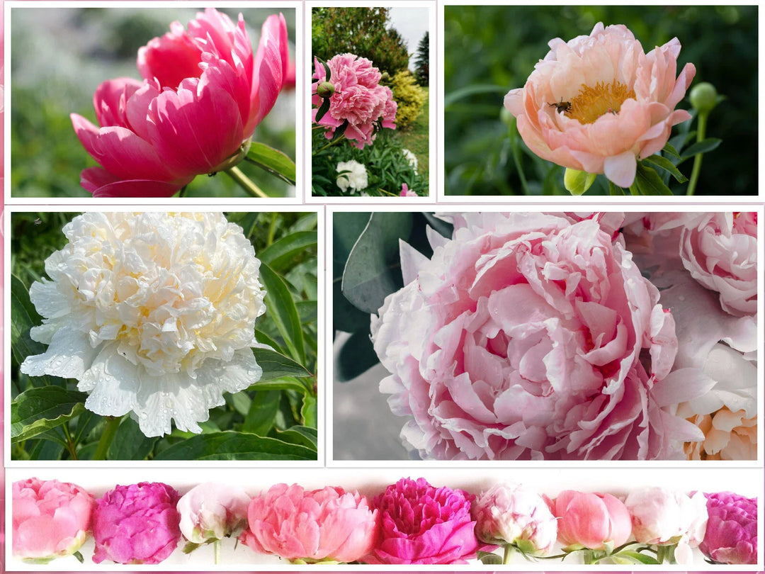 peony mix flower seeds