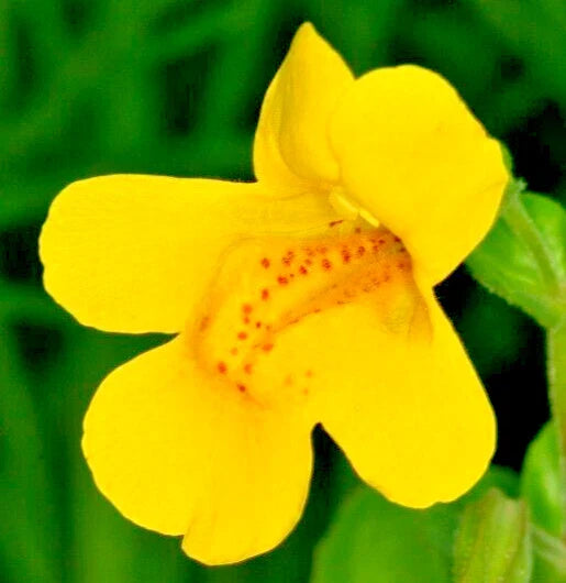 yellow monkey flower seeds