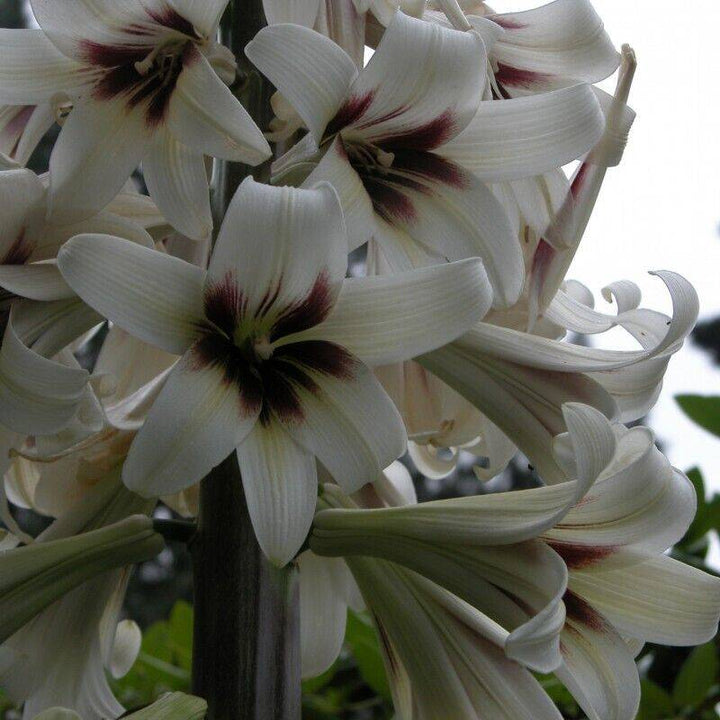Cardiocrinum Flower Seeds White – Heirloom, Non-GMO, High Germination Organic Garden Seeds