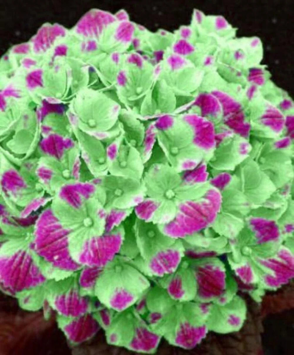 green pink flower seeds
