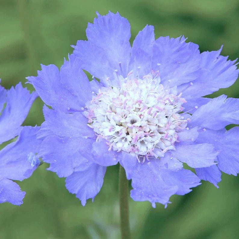 blue scabiosa flower seeds