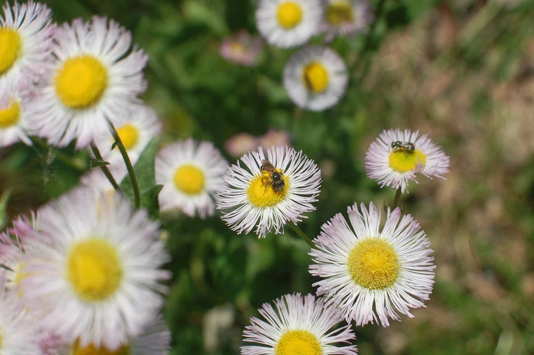 tsp philadelphia flower seeds
