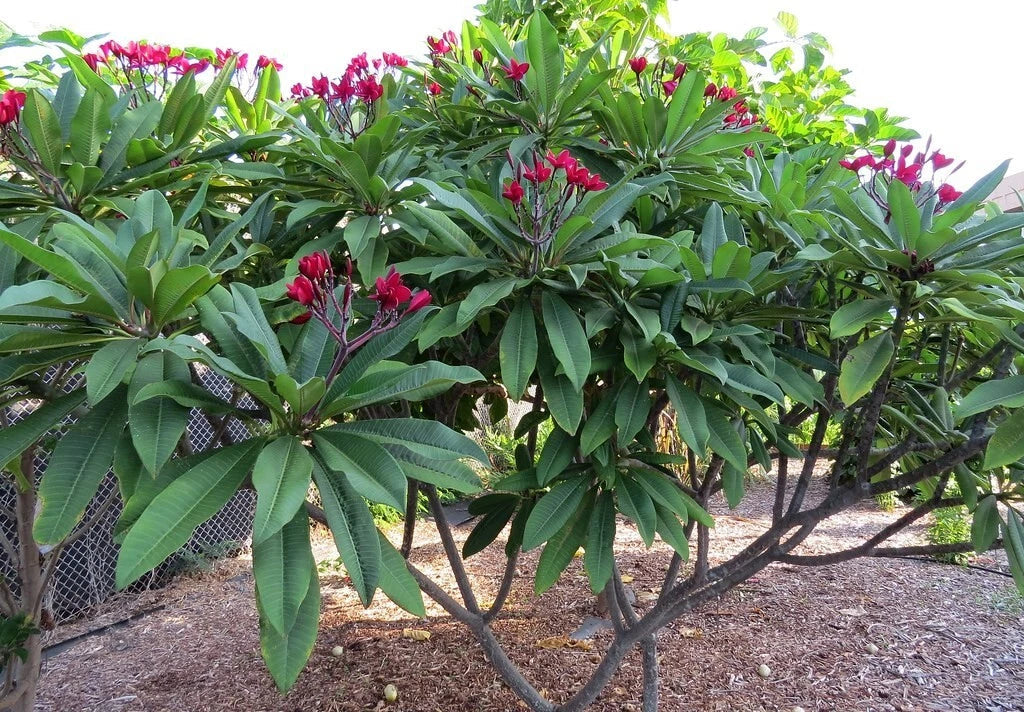 red mexican flower seeds