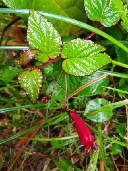 centropogon costaricae flower seeds