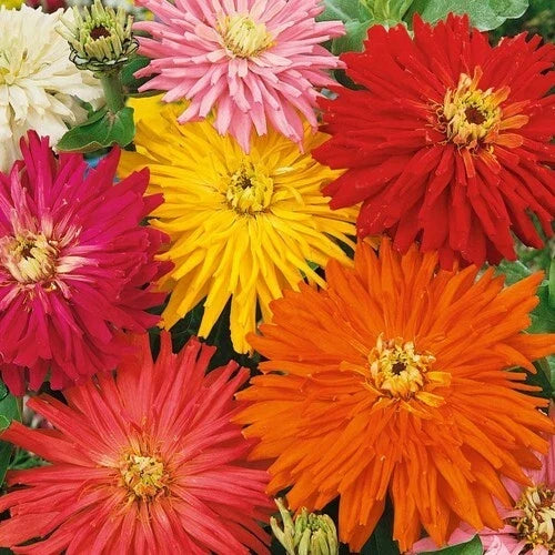 zinnia super flower seeds