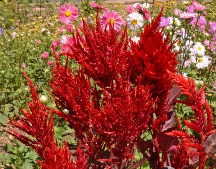 red celosia flower seeds