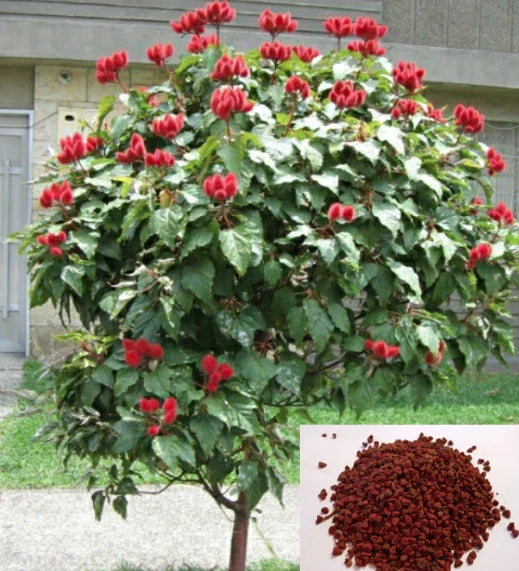 semillas achiote flower seeds