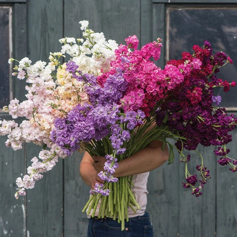 katz stock flower seeds