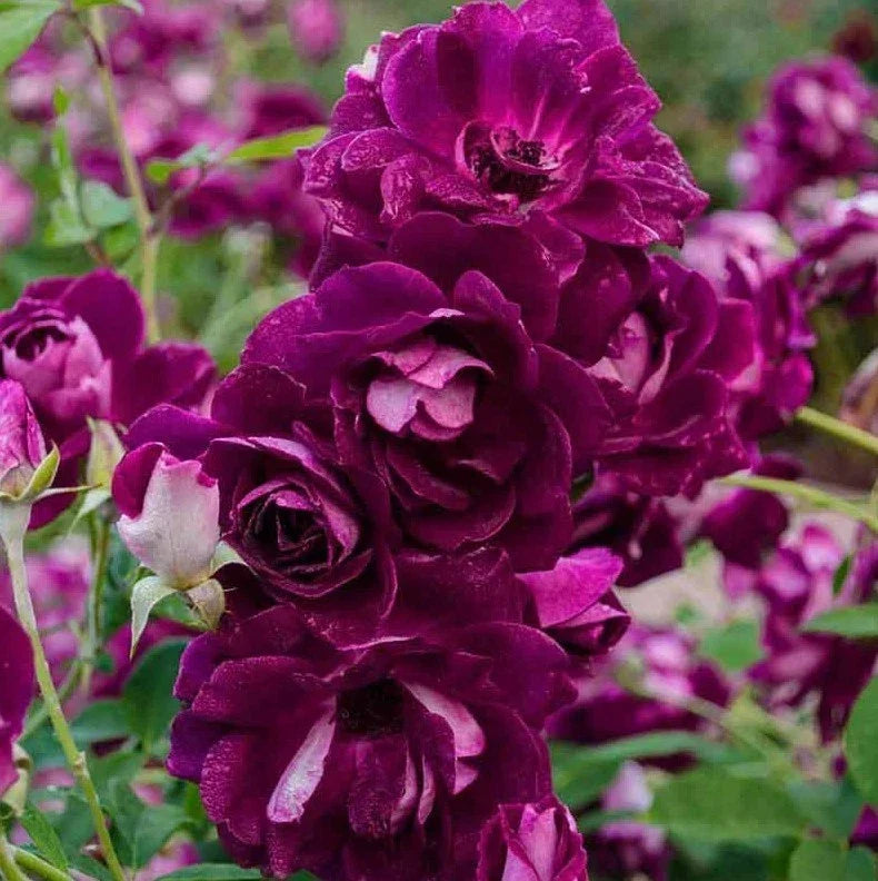 burgundy iceberg flower seeds