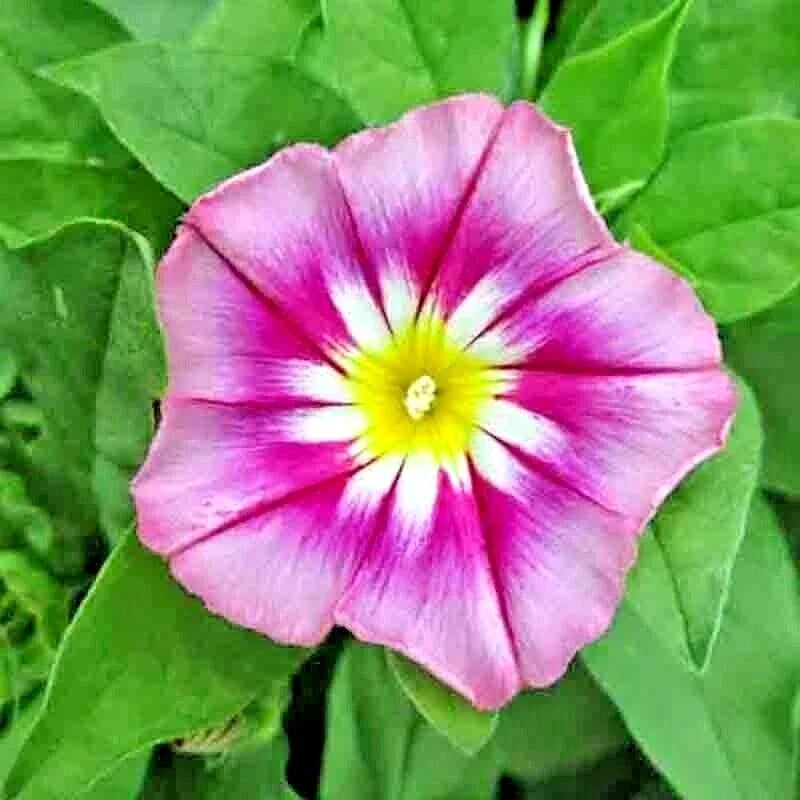 morning glory flower seeds