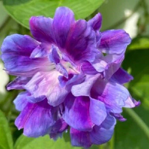 blue spanish flower seeds