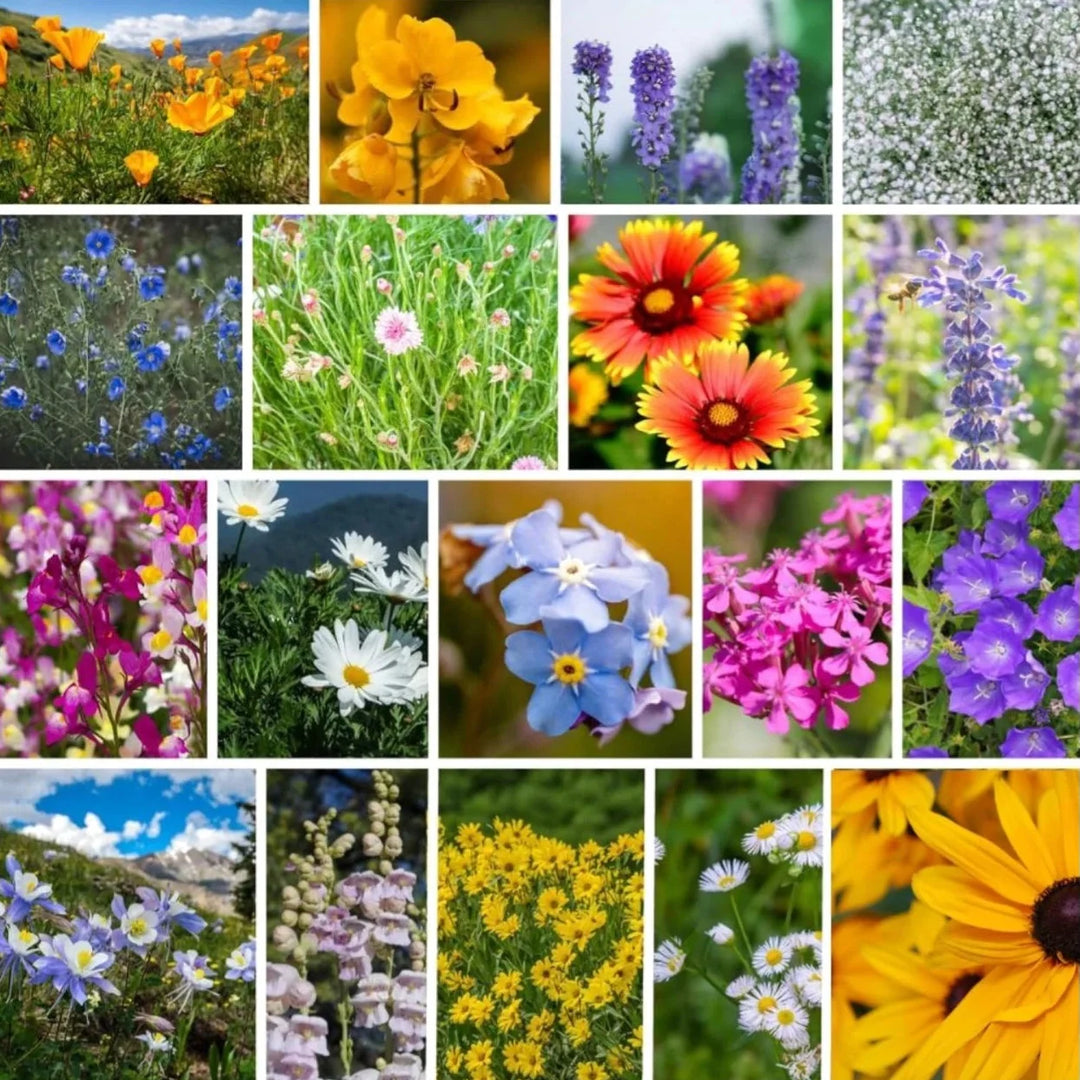 rocky mountain flower seeds