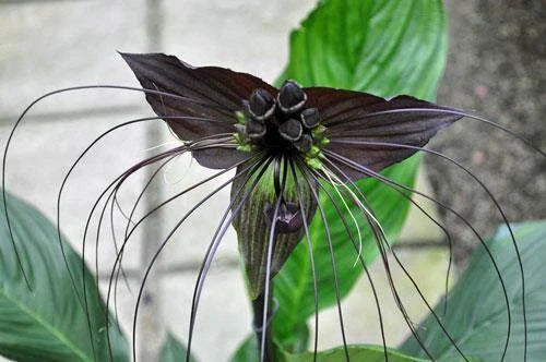 black tacca flower seeds
