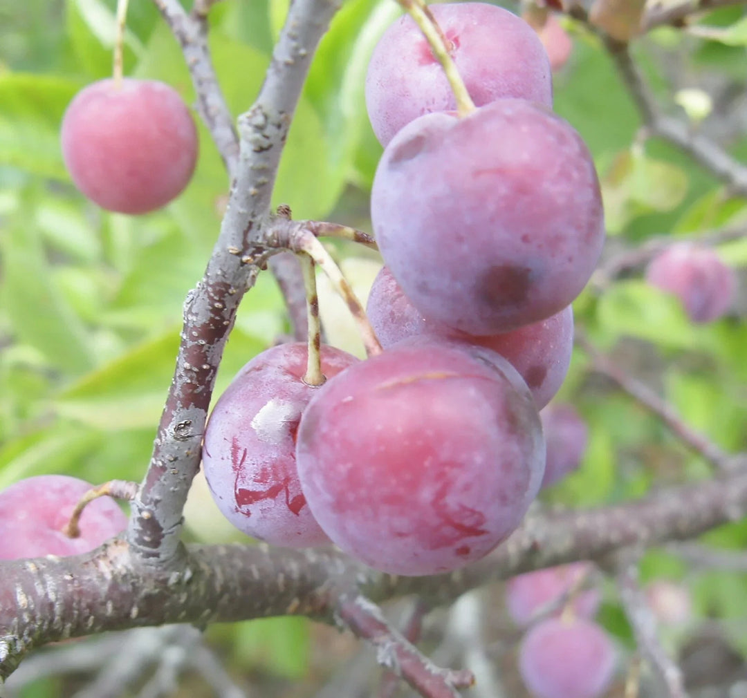 beach plum flower seeds
