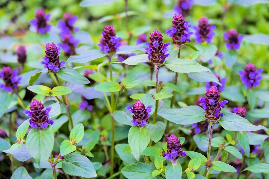 heal all flower seeds