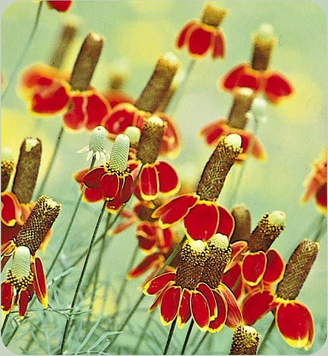 mexican hat flower seeds
