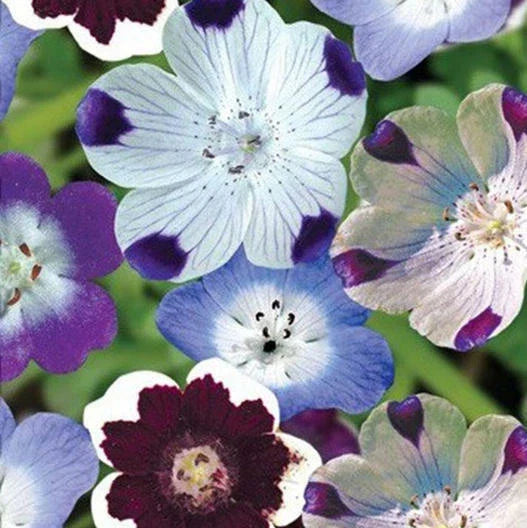 nemophila mixed flower seeds