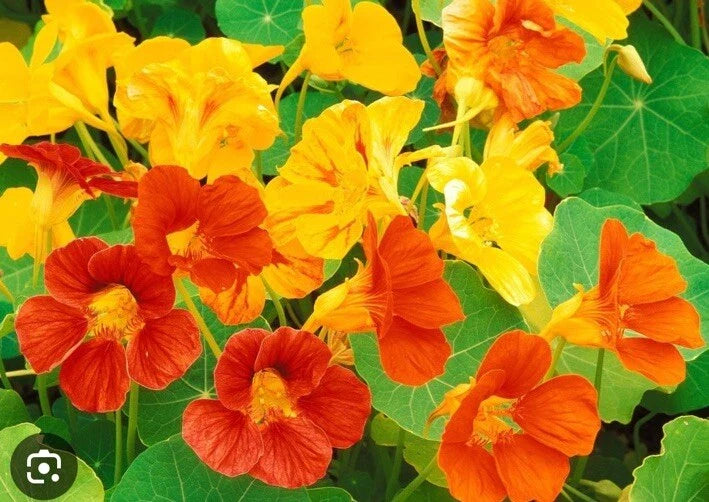 dwarf jewel flower seeds
