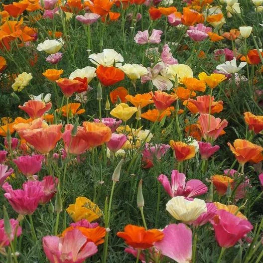 california poppy flower seeds