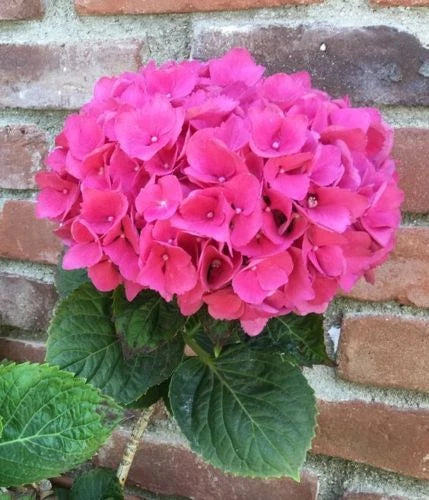 pink hydrangea flower seeds
