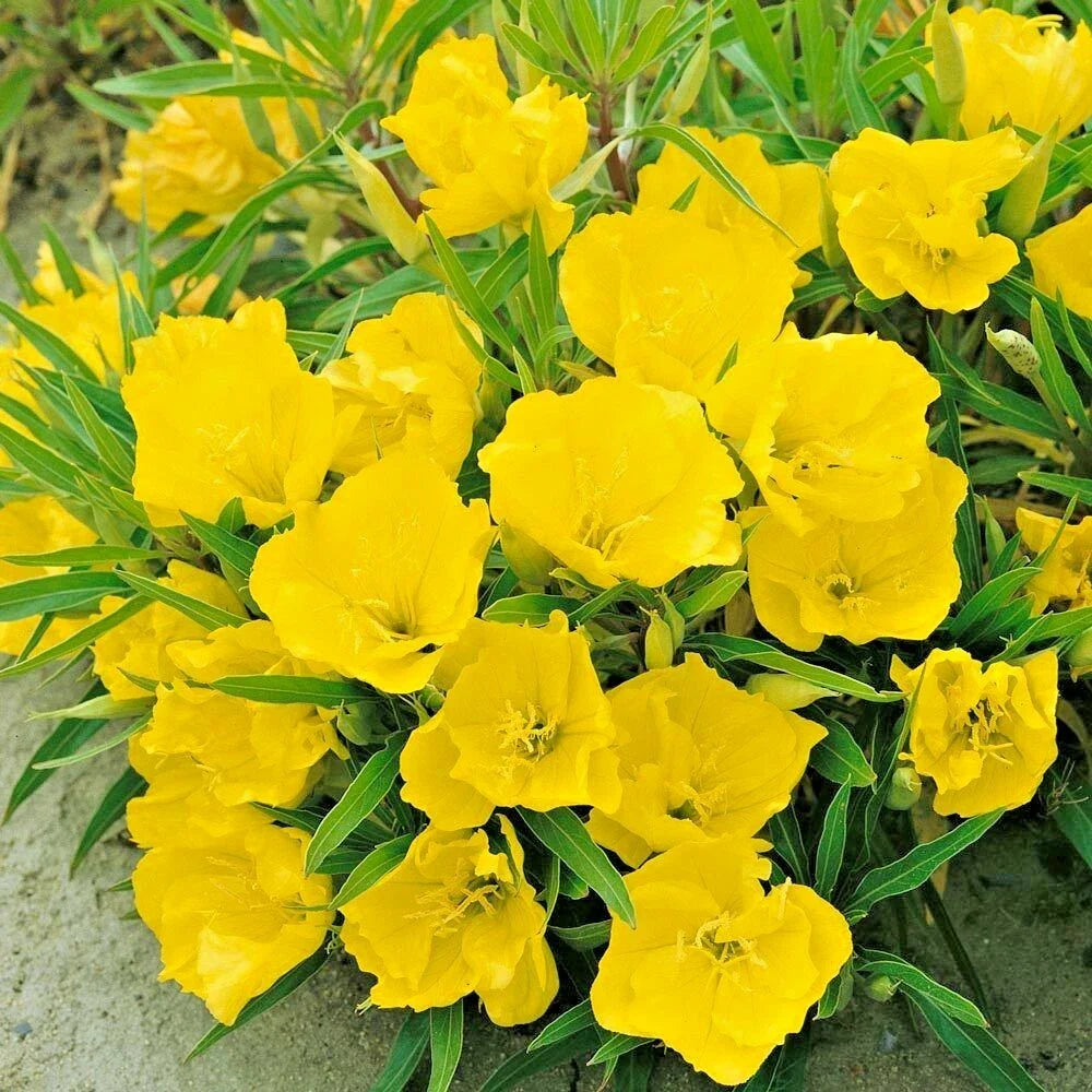 dwarf missouri flower seeds
