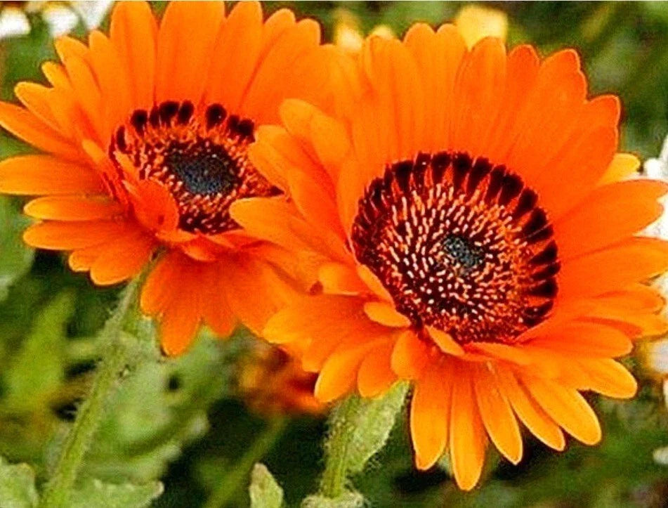 orange venidium flower seeds