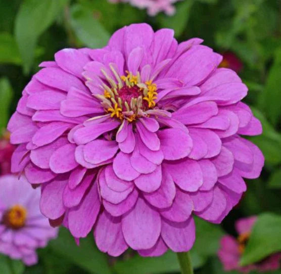 lavender zinnia flower seeds