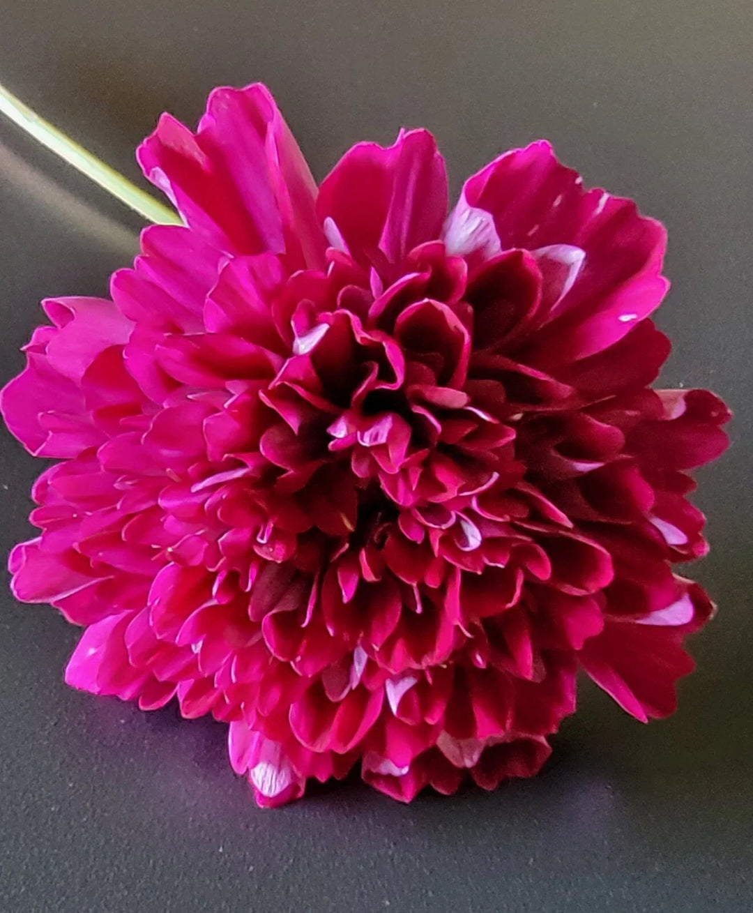 cosmos double flower seeds