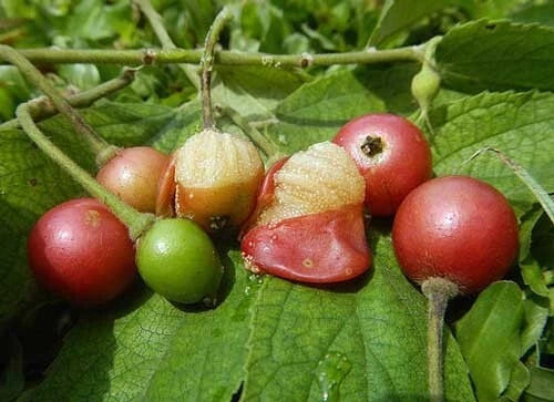 muntingia calabura flower seeds