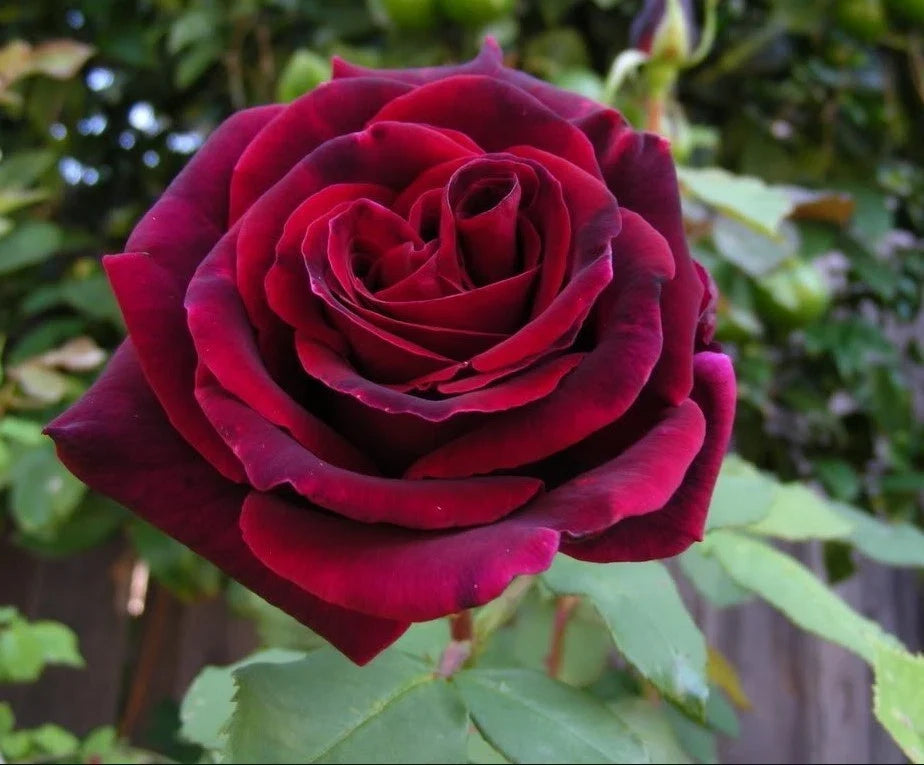 burgundy climbing flower seeds