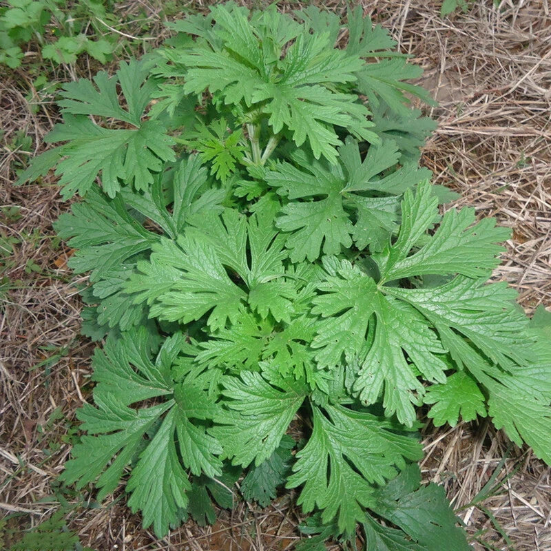 mugwort artemsia flower seeds